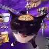 random cat