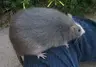 ratted mining overlay