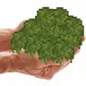 Handfull of Moss