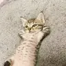 MoreCats!