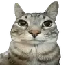 Certified Cat Totem