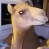 Camel meme