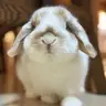 Rabbit mei JP