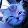 Blue CatPack