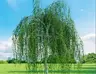 Birch Forest