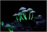 Fungi Plus
