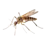 MosquitoMod