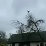 Screaming chicken sound for totem