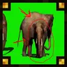 One in 5000 Elephant Green Screen