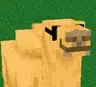 Camels with sunglasses