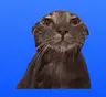 cat totem v2