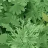 Fantastik Leaves