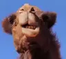 CamelTransport
