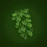 Fresh Vines