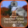 Dappled Forest Panorama - Top Dow View