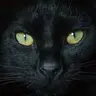 CatVision (Legacy)