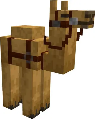 Camels