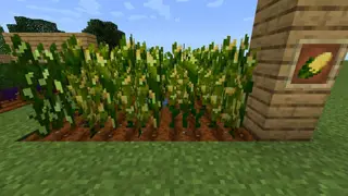 Farm