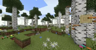 Birch Biomes from Wild Update