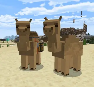 More Animals