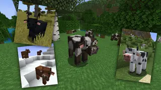 3D Cows