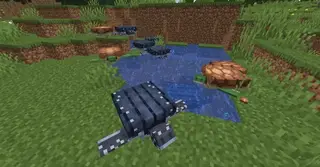 Turtle Variants