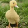 DuckGuard - Advanced Combat Logger [Skript]