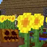SunflowerFields
