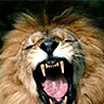 Roar Broadcast System