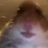 MonsterHamster