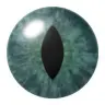 PearlXP