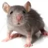 HideJoinMSG