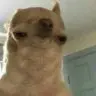 LlamaDupe