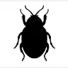 Beetle