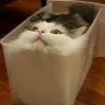 CatSK