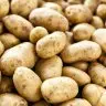 Potatous