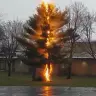 TreeGoBoom